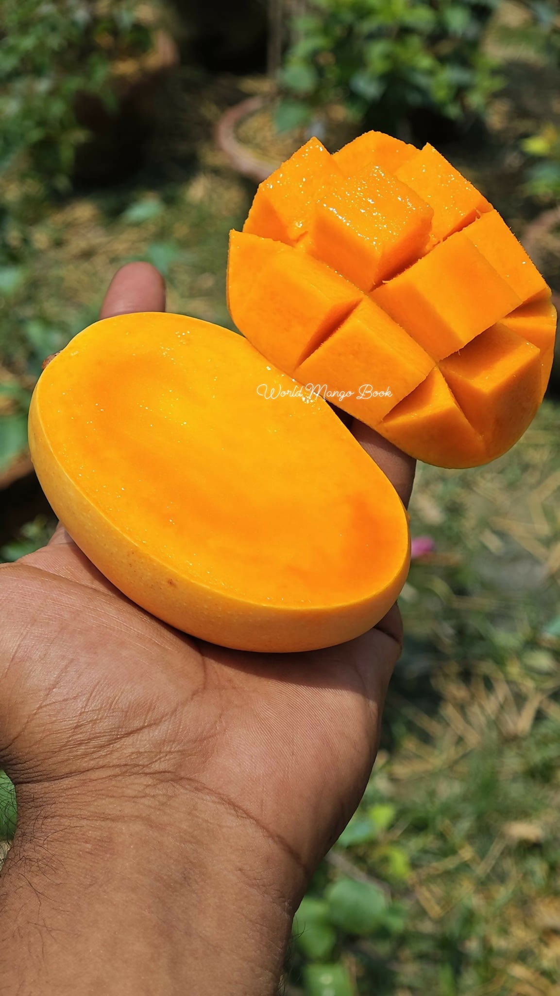 Kesar Mango Live Plant