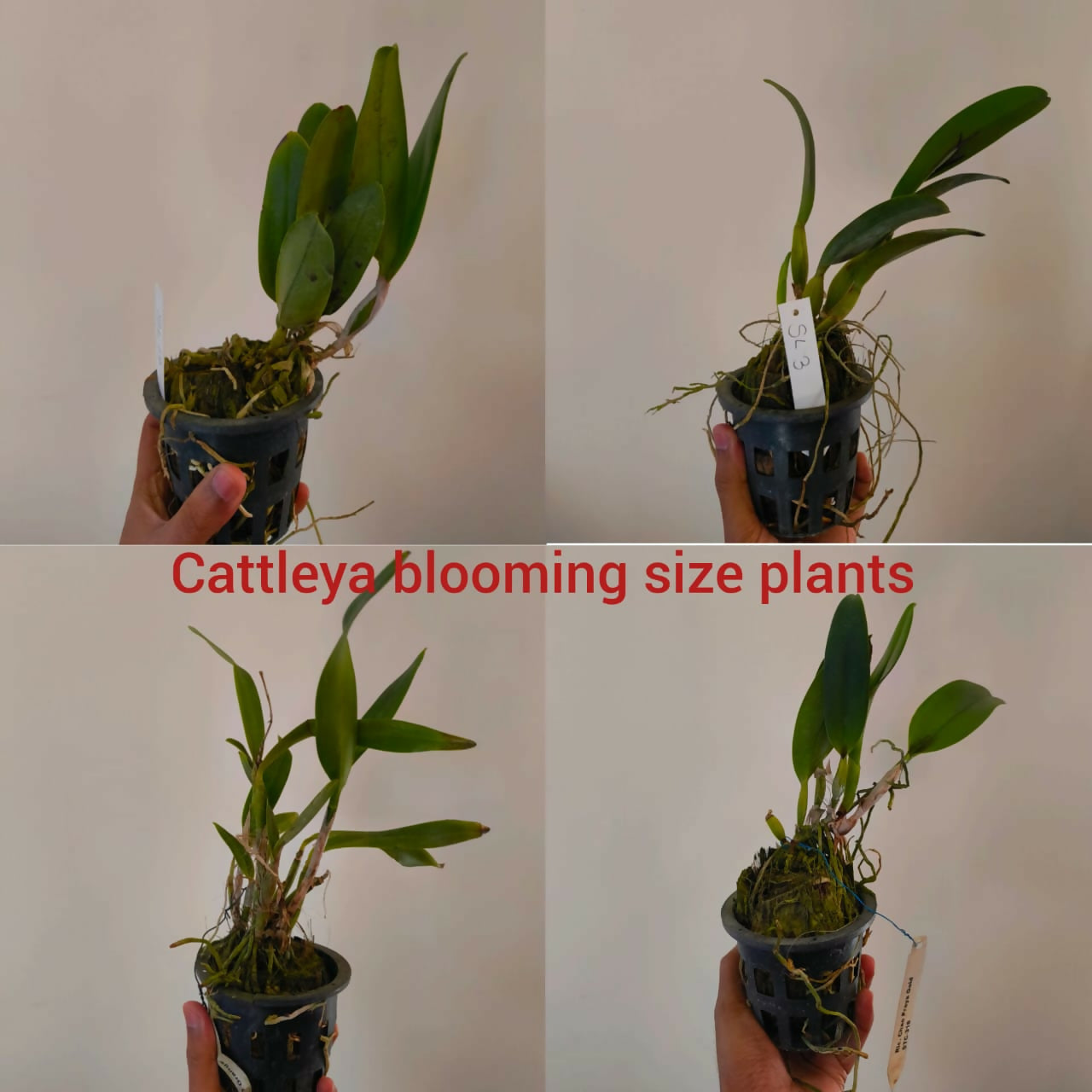 Cattleya Rlc. Thongspuran Gold STC -087- Blooming size