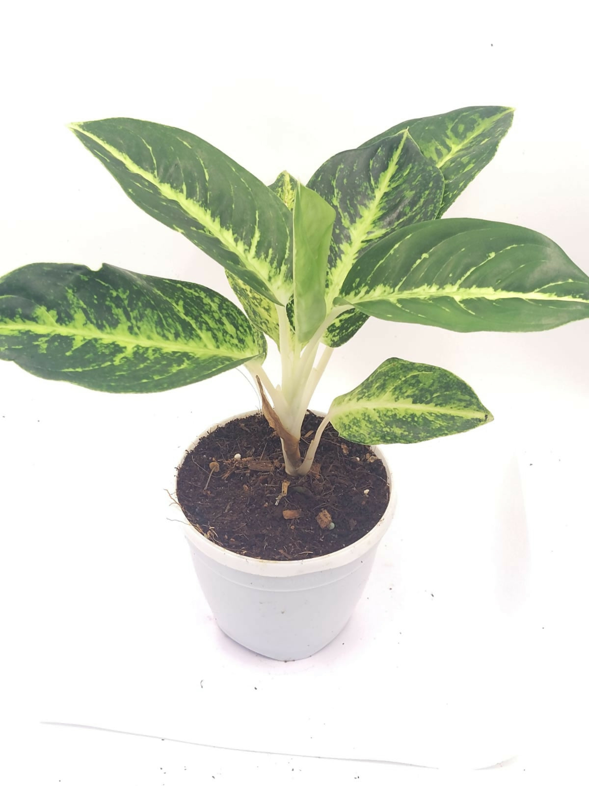 Aglaonema 'Butterfly'