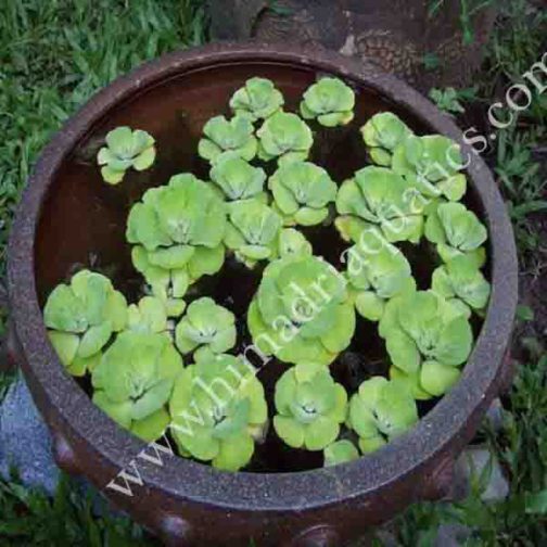 Pistia stratiotes /water cabbage/ water lettuce (1 plant)