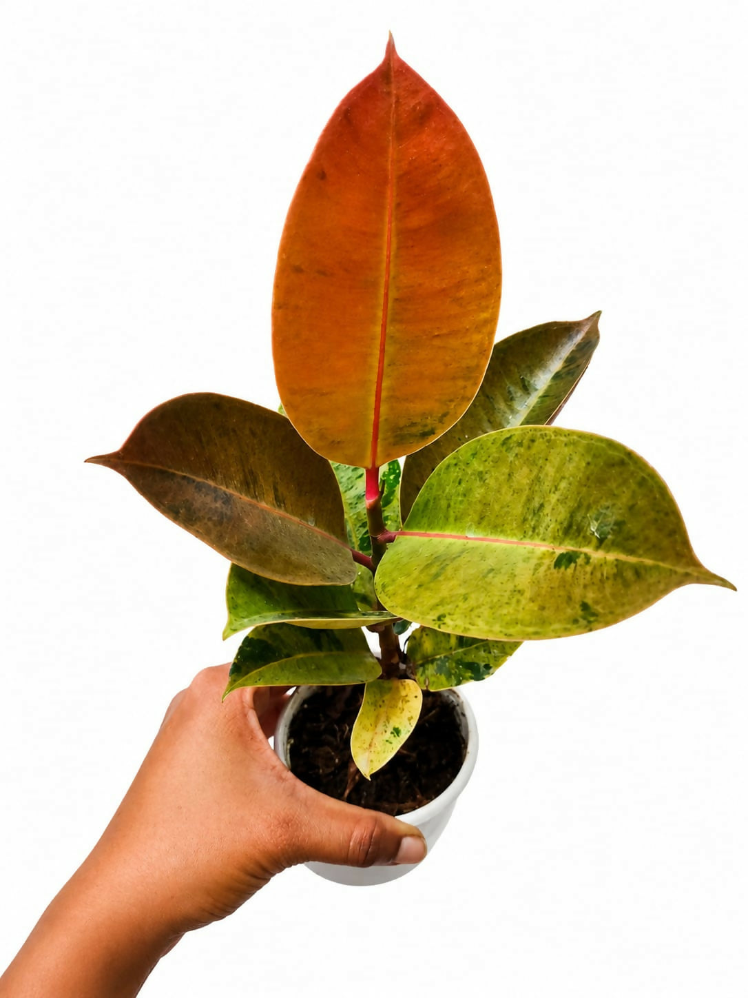 Rubber plant Variegated / Ficus variegated