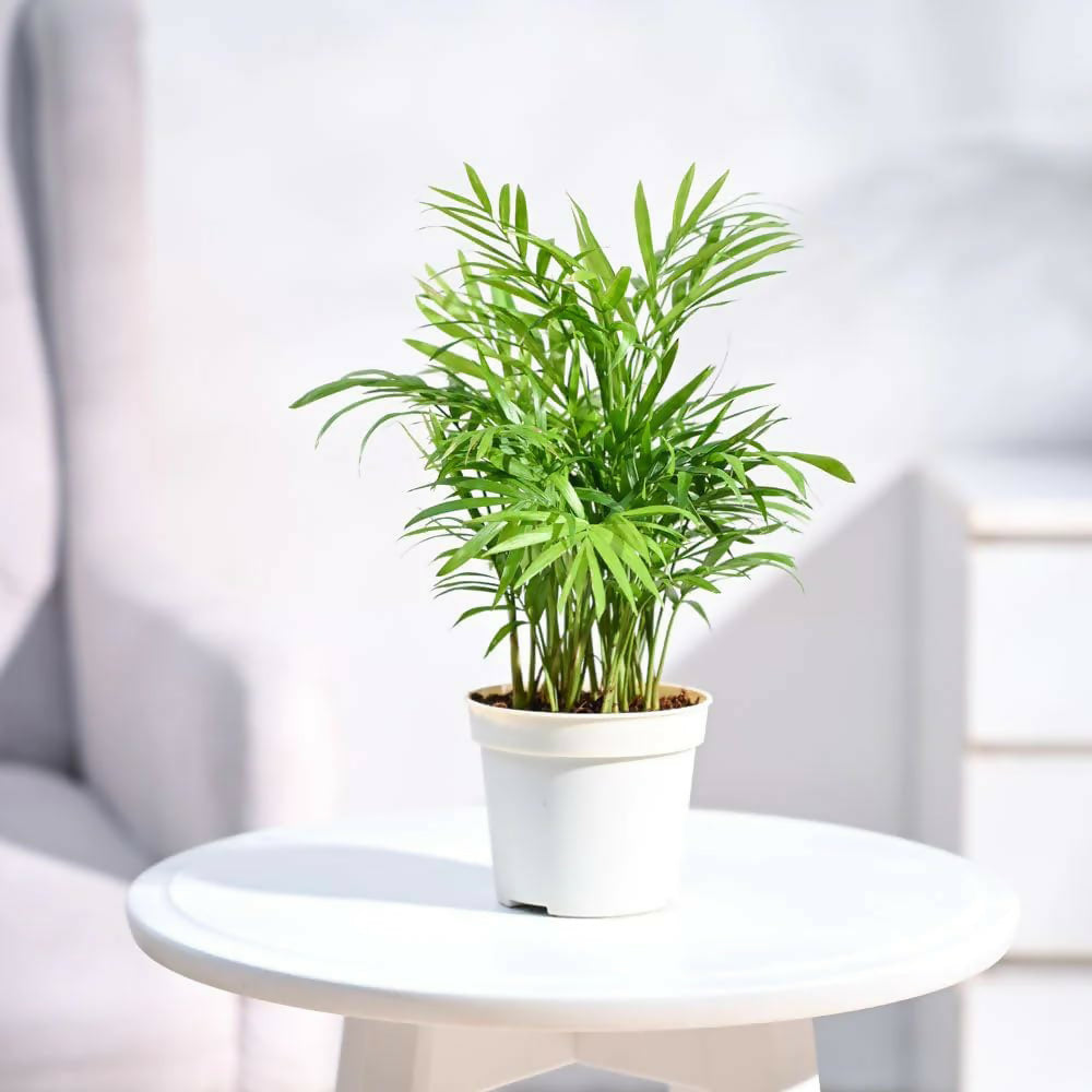 Table Palm / Parlour Palm (Chamaedorea elegans) Bushy