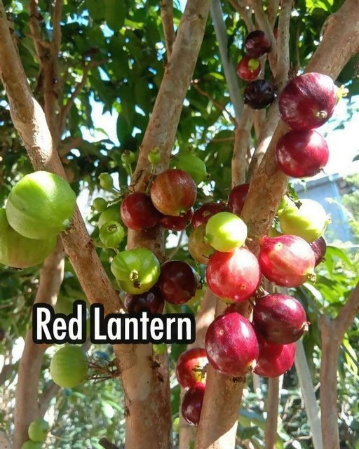 Red Lantern Jaboticaba