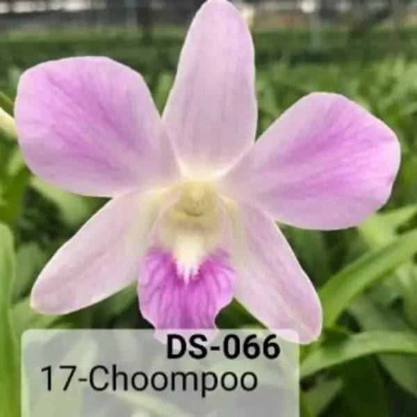Dendrobium(ds-066)