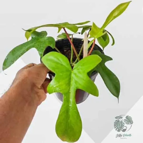 Philodendron Florida Green