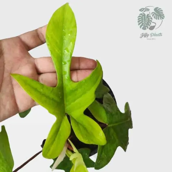 Philodendron Florida Green