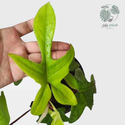 Philodendron Florida Green