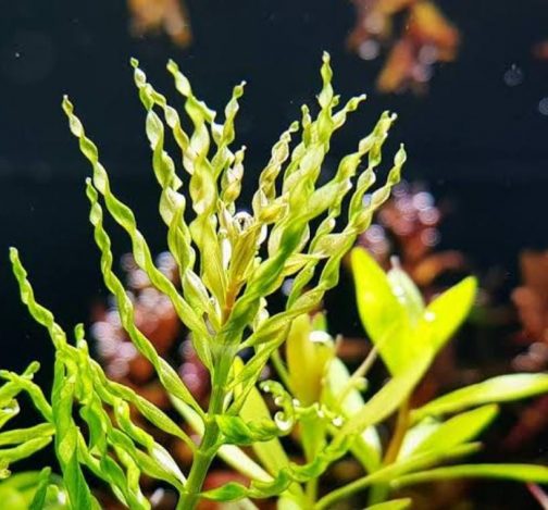 Ludwigia Tornado (6 stem)