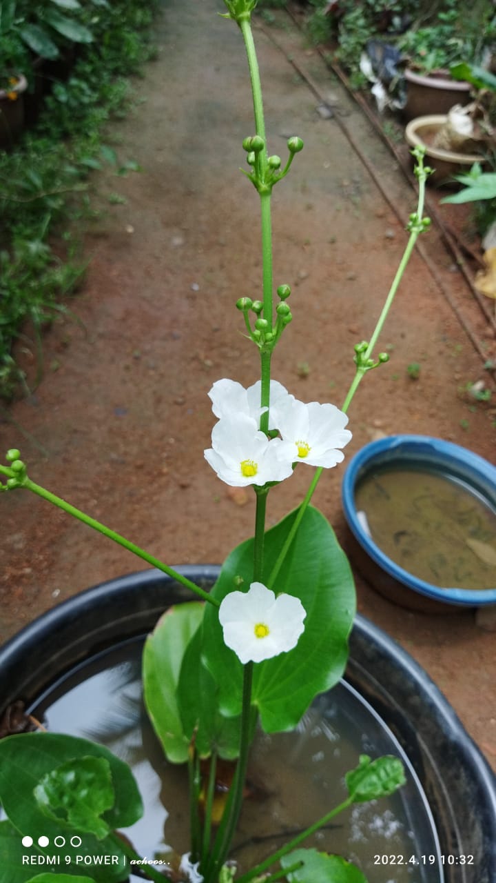 Flowering pond plant combo ( 7 plants)