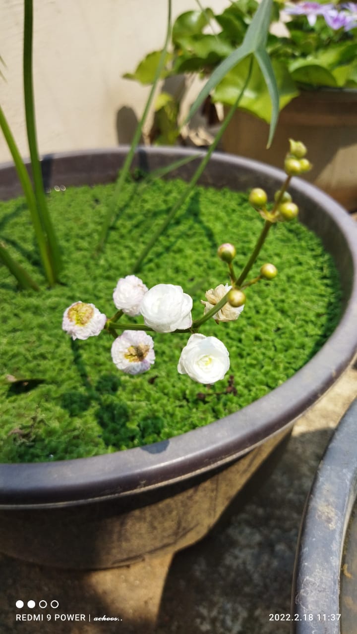 Flowering pond plant combo ( 7 plants)