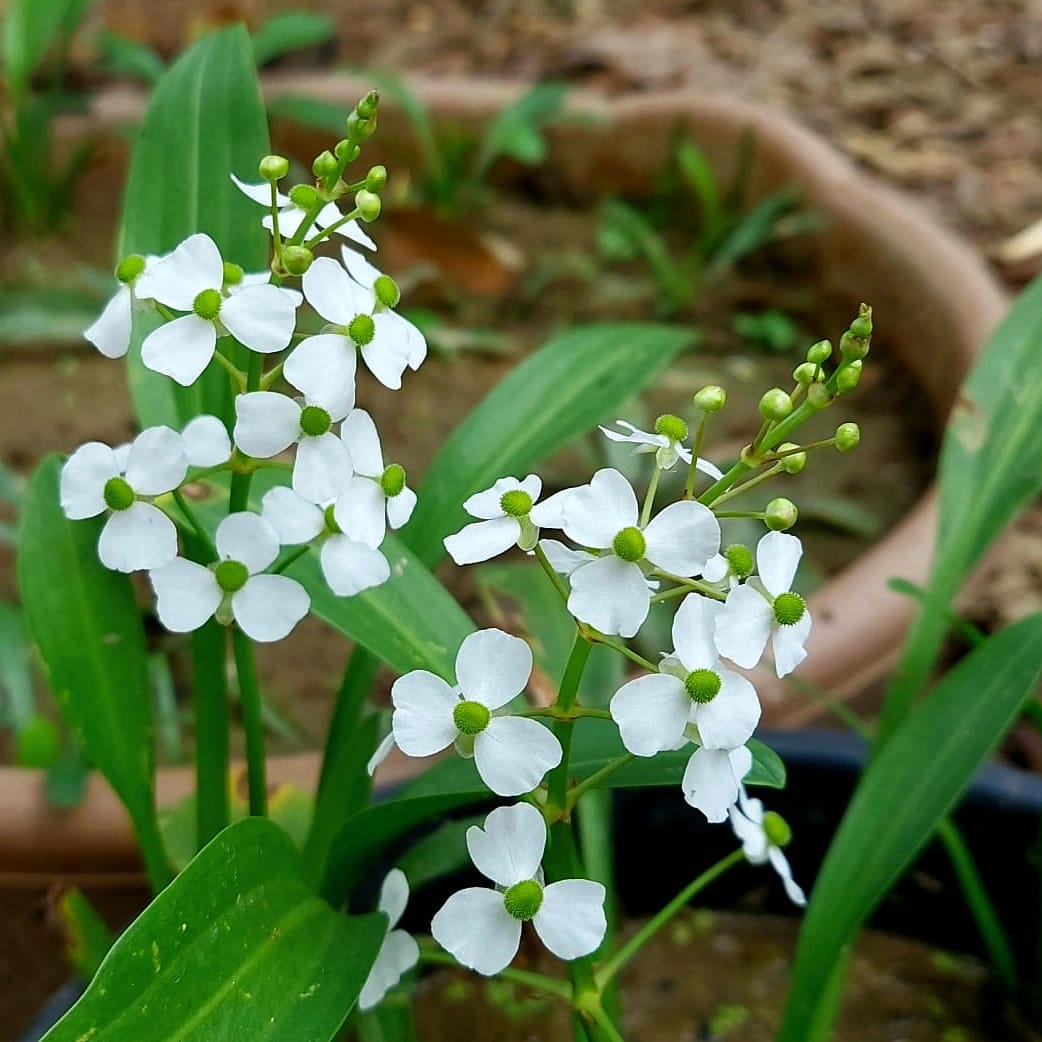 Flowering pond plant combo ( 7 plants)