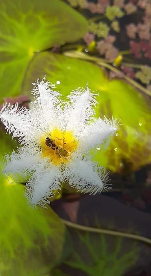 Flowering pond plant combo ( 7 plants)