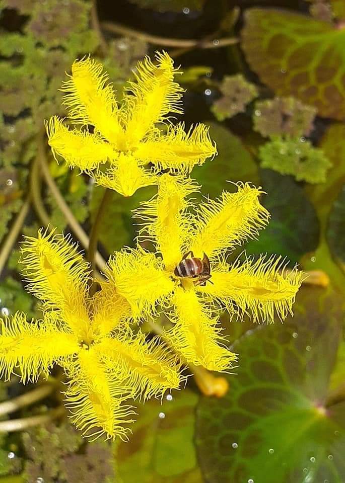 Flowering pond plant combo ( 7 plants)