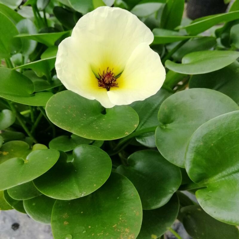 Flowering pond plant combo ( 7 plants)