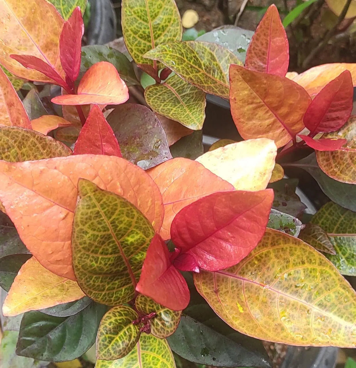 Golden net bush - 'sunset'/pseuderanthemum 'sunset'