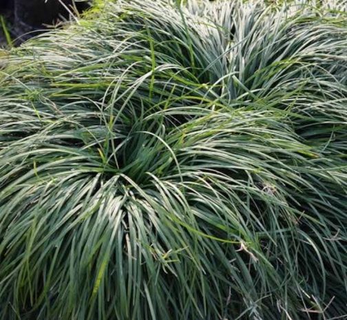 Tall mondo grass (plant clump)