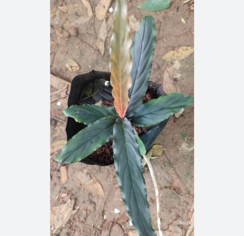 Monstera glaucous/ Rhodospatha glaucous/ Rhodospatha sp. peru glaucous (single plant)