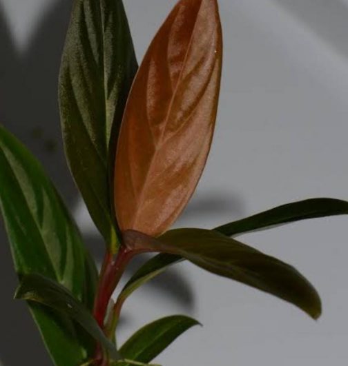 Monstera glaucous/ Rhodospatha glaucous/ Rhodospatha sp. peru glaucous (single plant)