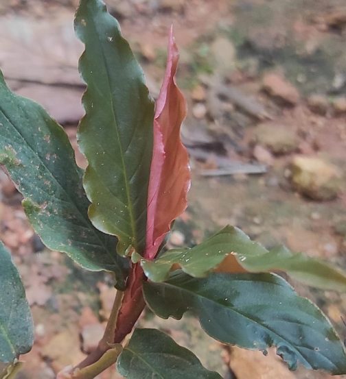 Monstera glaucous/ Rhodospatha glaucous/ Rhodospatha sp. peru glaucous (single plant)