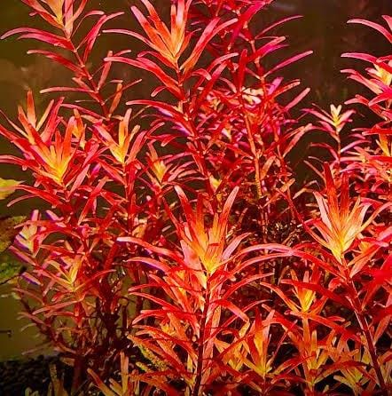 Rotala Blood Red SG (large pot)