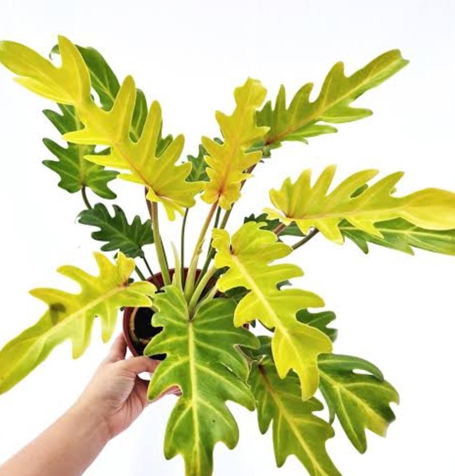 Philodendron Xanadu Gold