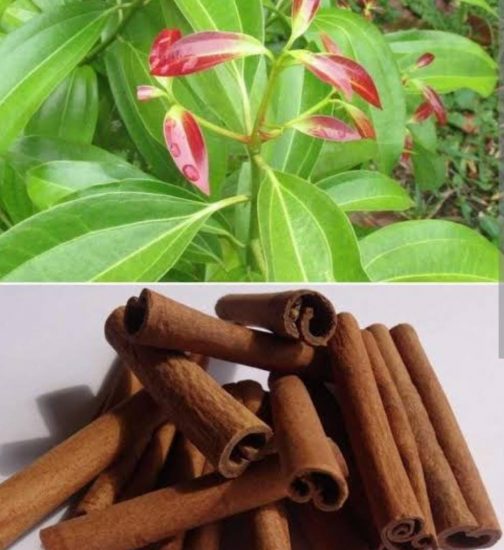 Cinnamon Plant/ Tej patha plant (single plant)