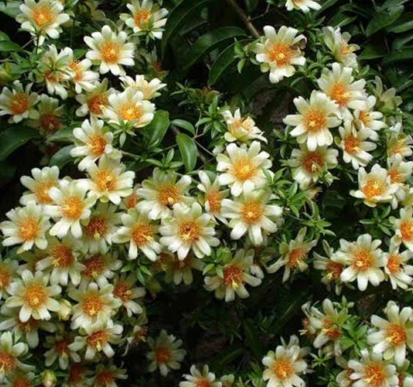 Lemon vine (single plant)