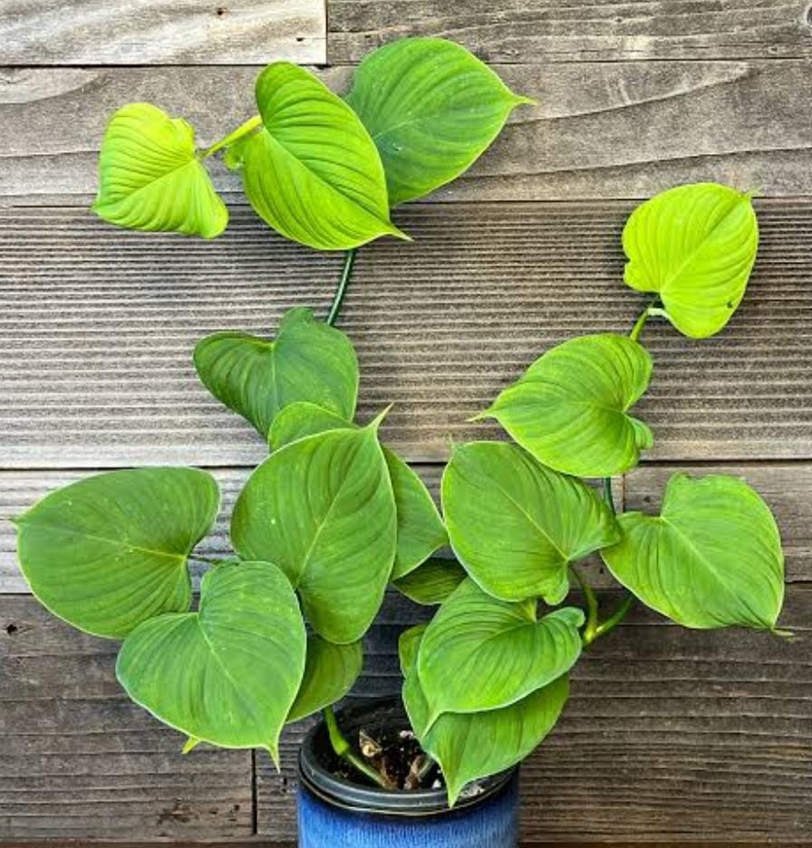 Philodendron Fibraecataphyllum