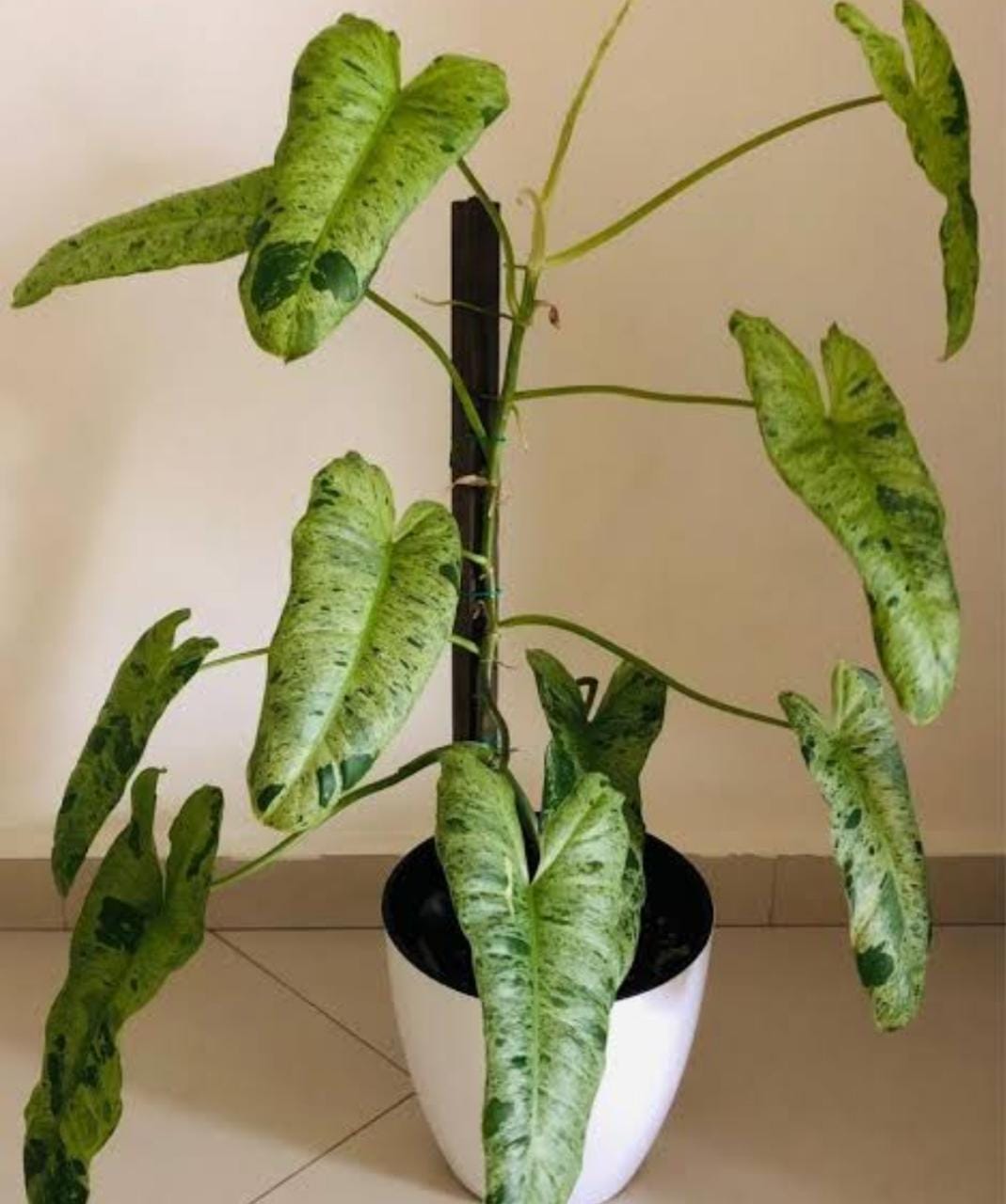 Philodendron Paraisoverde