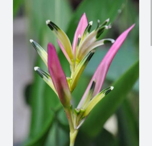 Heliconia psittacorum Pink Blush (single plant)