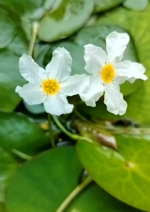 White snow flakes ( 25 plants)