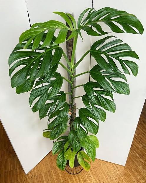 Philodendron Pinnatipartita