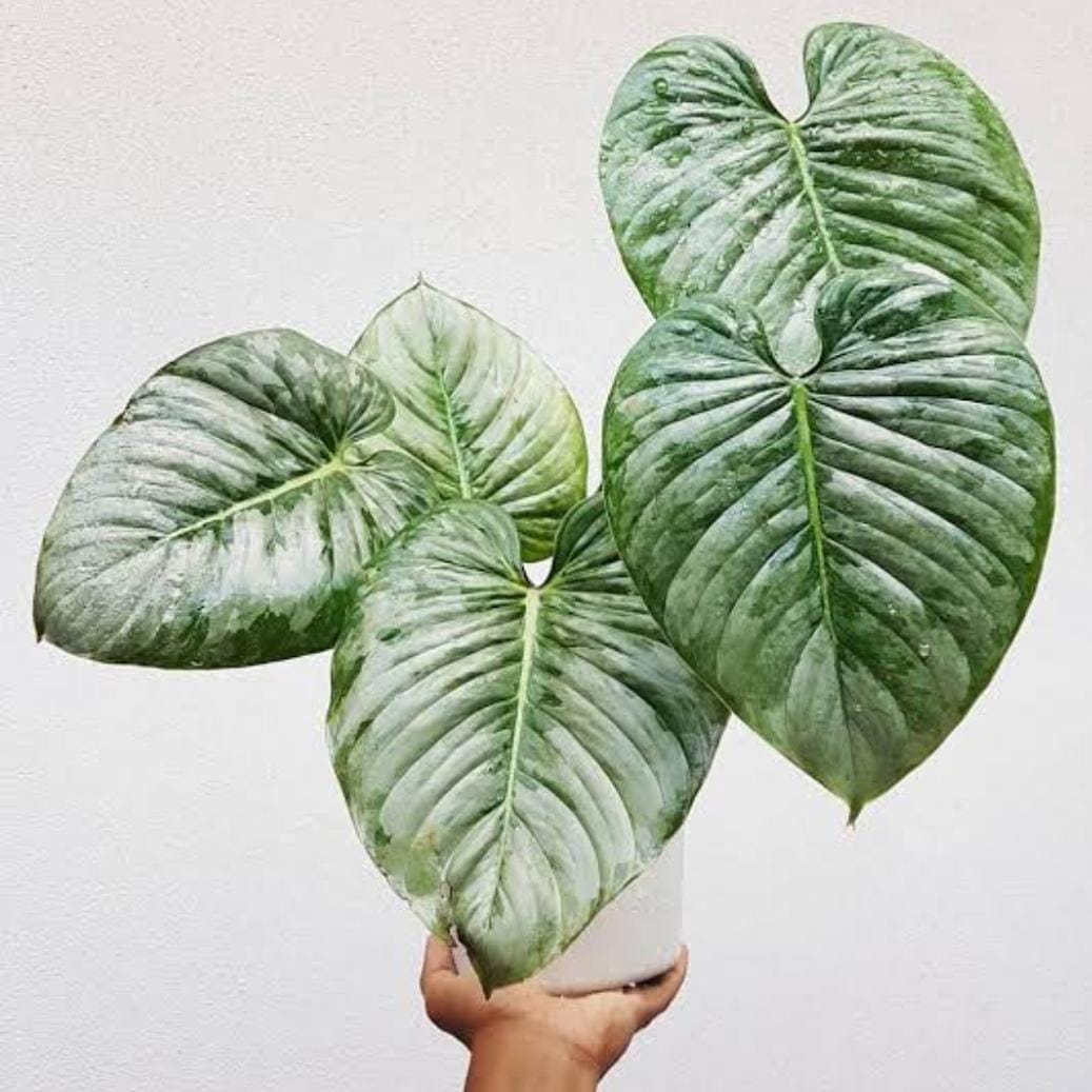 Philodendron Silver Cloud