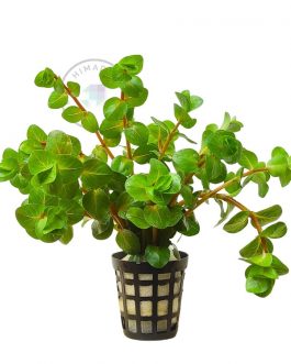 Rotala sp Big Bear (6 stems)