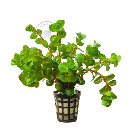 Rotala sp Big Bear (6 stems)