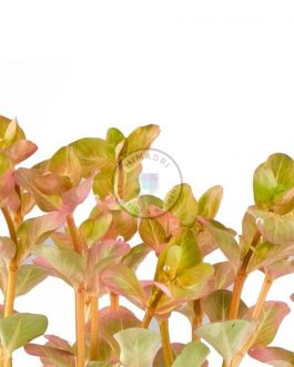 Rotala sp Big Bear (6 stems)