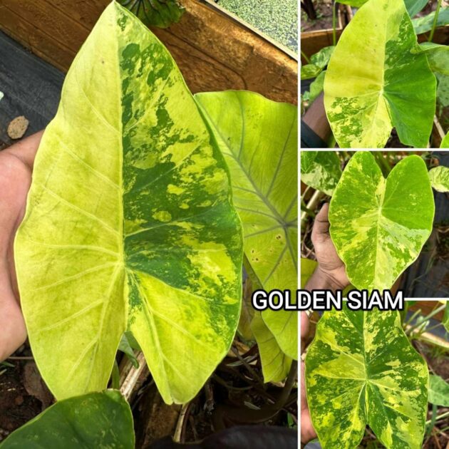 Colocasia golden siam
