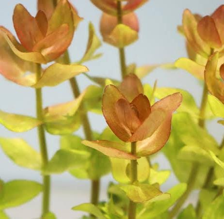 Bacopa yellow flame (large pot)