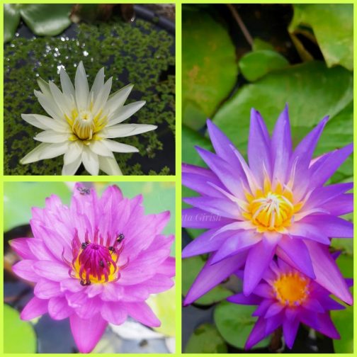 3 color waterlily flower plants combo ( white, pink, blue)
