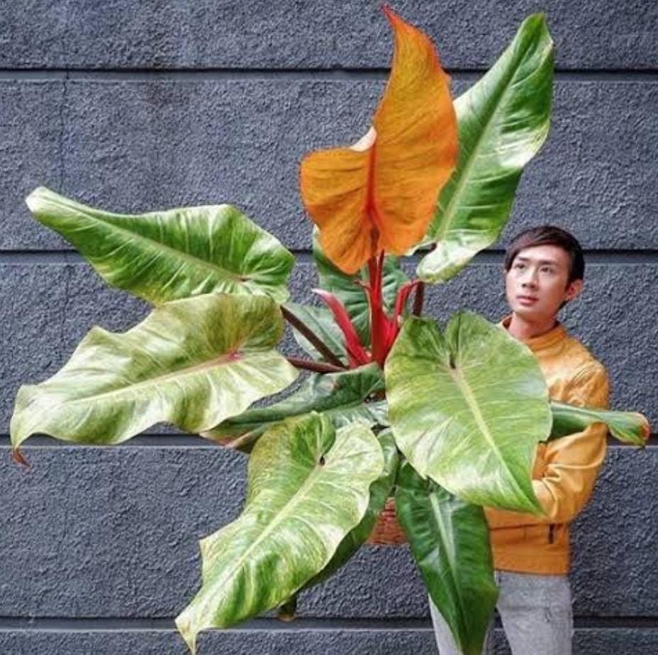 Philodendron Orange Marmalade