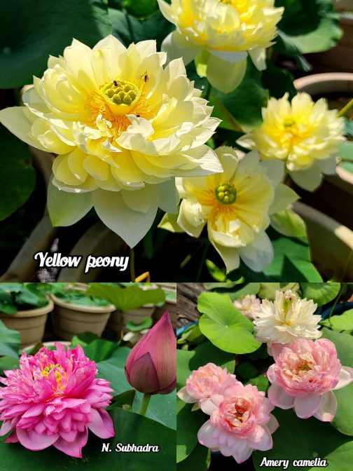Yellow peony, Subhadra, Amery camelia lotus tuber( 3) combo