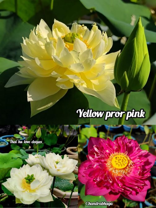 Yellow pror pink, Thai hu love deeps, Chandrabhaga lotus tuber (3)combo