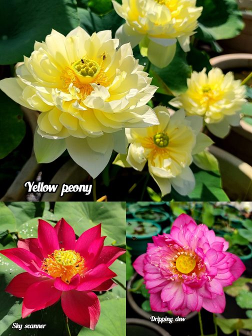 Yellow peony, Sky scanner , Dipping dew lotus tuber(3) combo