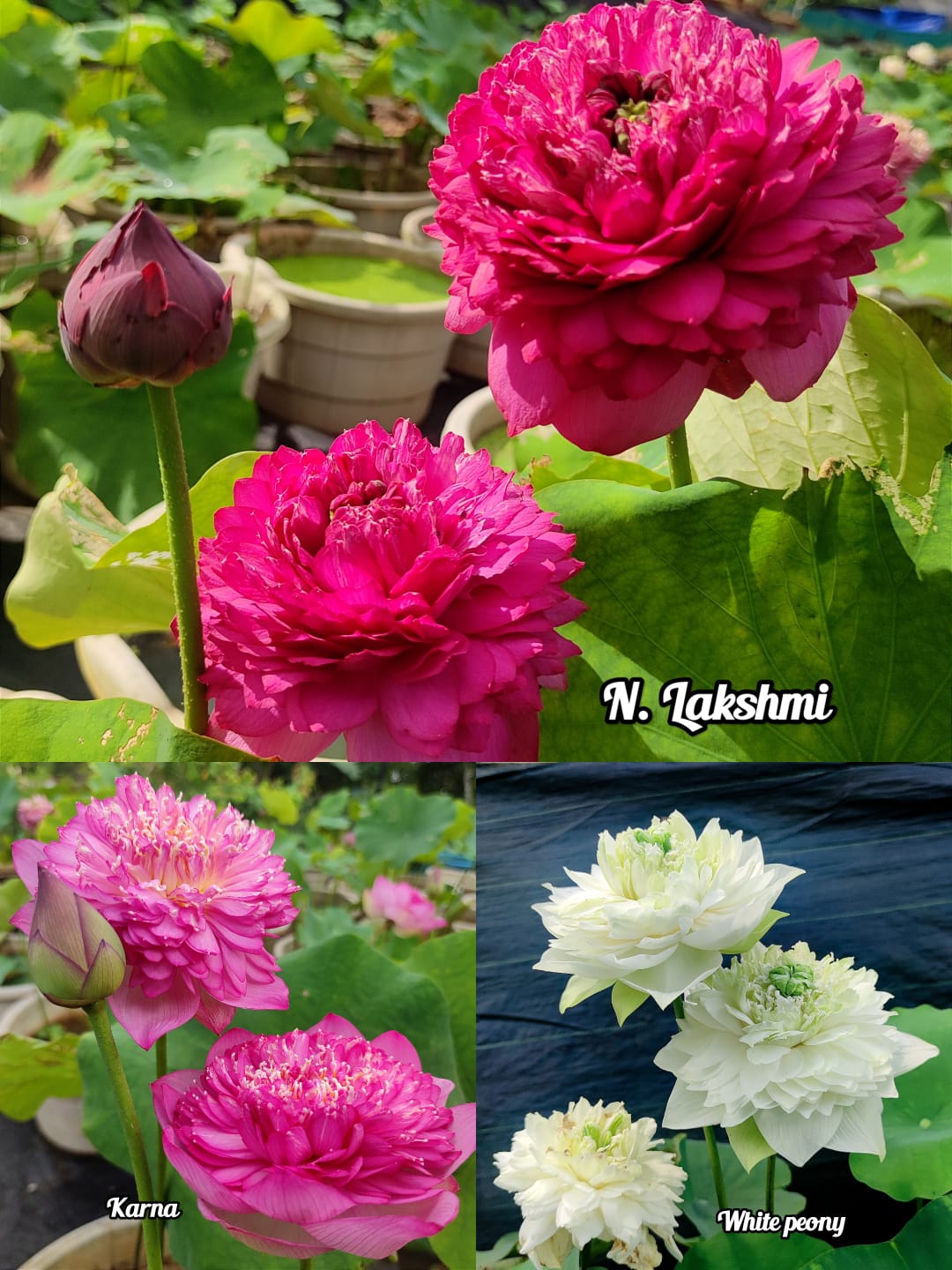 Tropical lotus tuber combo (3 varieties)