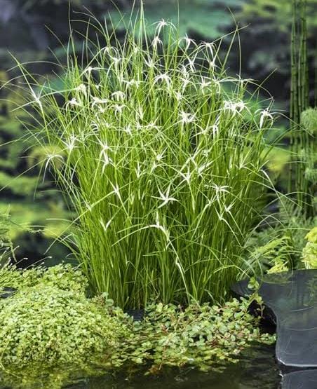Star grass (plant clump)