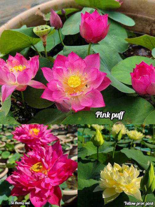 Pink puf, si thug sui, yellow prior pink lotus tuber combo( 3 lotus)