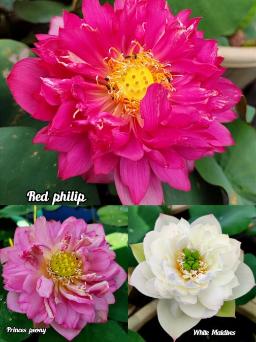 Red Philip, Princes Peony, White Maldives lotus tuber combo(3 lotus)