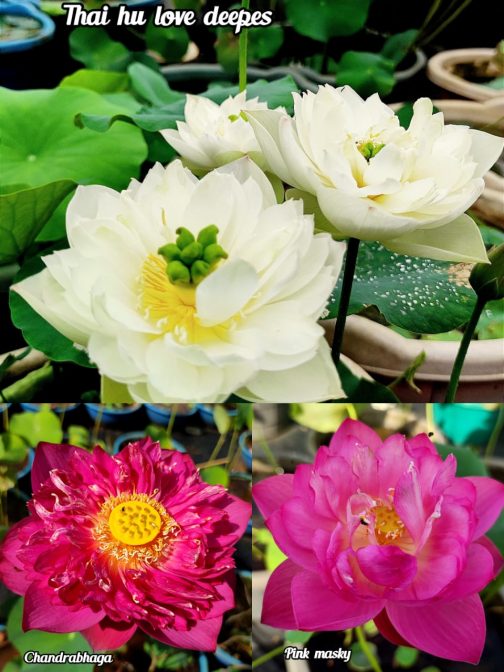 Thai hu love deeps, Chandrabhaga, Pink Masky lotus tuber combo(3 lotus)