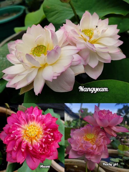 Nangyeam, Meesok, Peachy girl lotus tuber combo(3 lotus)