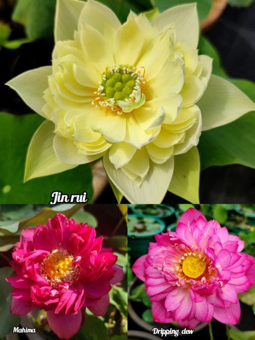 Jin rui, Mahima, Dripping Dew lotus tuber combo(3 lotus)